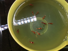 レッドビーシュリンプ繁殖でヤフオク！出品！