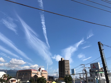 レッドビーシュリンプ　エビ　通販