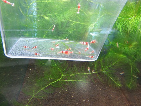 【幸展シュリンプ】産のレッドビーシュリンプ販売水槽