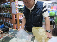 レッドビーシュリンプ繁殖でヤフオク！出品