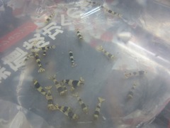 レッドビーシュリンプ繁殖でヤフオク！出品