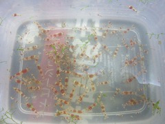 レッドビーシュリンプ繁殖で出品