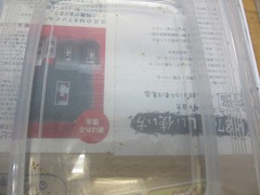 レッドビーシュリンプ繁殖で出品