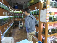 レッドビーシュリンプ繁殖で出品