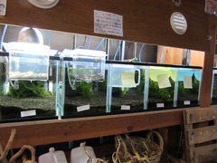 レッドビーシュリンプ繁殖してヤフオク！出品