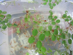 レッドビーシュリンプ繁殖で出品