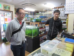 レッドビーシュリンプ繁殖でヤフオク！出品