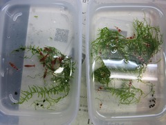 レッドビーシュリンプ繁殖で出品