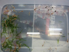 レッドビーシュリンプ繁殖でヤフオク！出品