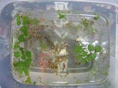 レッドビーシュリンプ繁殖してヤフオク！出品