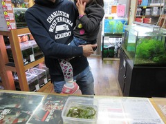 レッドビーシュリンプ繁殖で出品