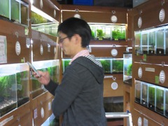 レッドビーシュリンプ繁殖で出品