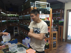 レッドビーシュリンプ繁殖でヤフオク！出品！