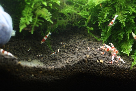 レッドビーシュリンプ繁殖セットの水槽 レッドビーシュリンプ繁殖セットの水槽