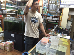 レッドビーシュリンプ繁殖でヤフオク！出品！