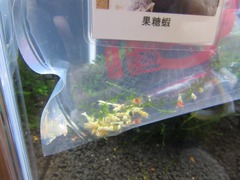 レッドビーシュリンプ繁殖で出品