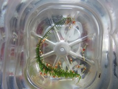 レッドビーシュリンプ繁殖で出品