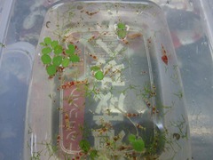レッドビーシュリンプ繁殖で出品