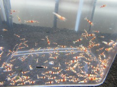 レッドビーシュリンプ繁殖でヤフオク！出品