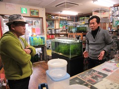 レッドビーシュリンプ繁殖で出品