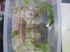 レッドビーシュリンプ繁殖で出品