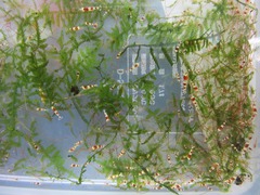 レッドビーシュリンプ繁殖でヤフオク！出品