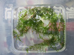 レッドビーシュリンプ繁殖で出品