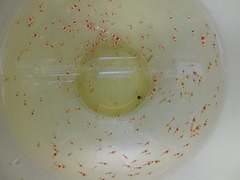 レッドビーシュリンプ繁殖でヤフオク！出品