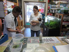 レッドビーシュリンプ繁殖でヤフオク！出品