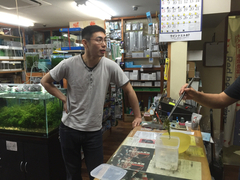 レッドビーシュリンプ繁殖でヤフオク！出品