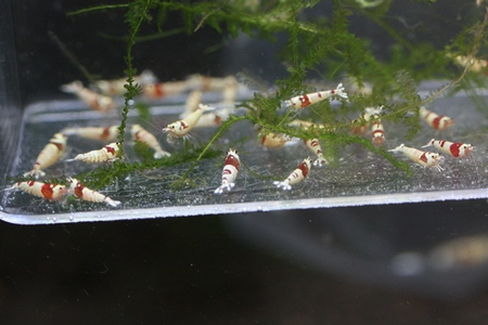 レッドビーシュリンプ 森蝦ブリード レッドビーシュリンプ 森蝦ブリード
