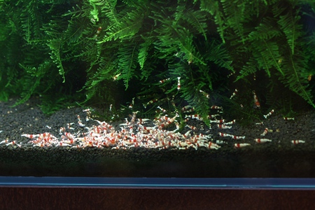 レッドビーシュリンプ 水槽店内 コケ掃除後 レッドビーシュリンプ 水槽店内 コケ掃除後