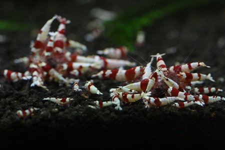 店内レッドビーシュリンプ水槽