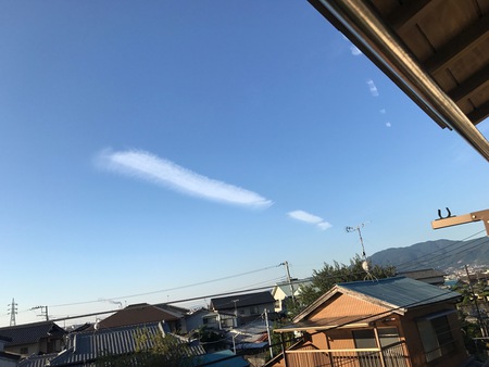 レッドビーシュリンプ　エビ　通販