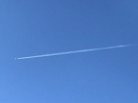 レッドビーシュリンプ　エビ　通販　静岡