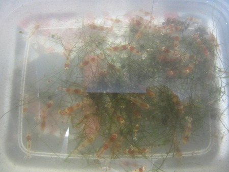 旧60ワイドのエビ【中さん】産レッドビーシュリンプ