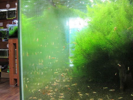 レッドビーシュリンプ水槽店内