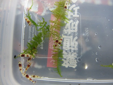レッドビーシュリンプ繁殖でヤフオク！出品
