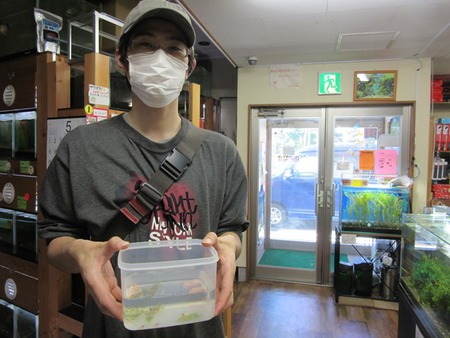 レッドビーシュリンプ繁殖でヤフオク！出品