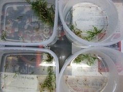 レッドビーシュリンプ繁殖でヤフオク！出品