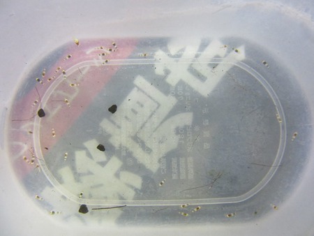 レッドビーシュリンプ繁殖でヤフオク！出品！