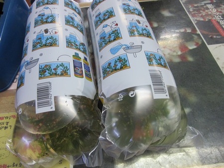 レッドビーシュリンプ繁殖でヤフオク！出品