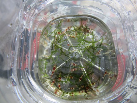 レッドビーシュリンプ繁殖でヤフオク！出品