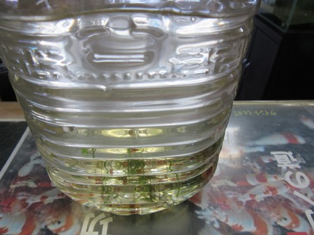 M87でレッドビーシュリンプ繁殖成功でヤフオク！出品