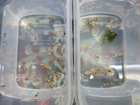 M87でレッドビーシュリンプ繁殖成功でヤフオク！出品