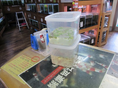 M87でレッドビーシュリンプ繁殖成功でヤフオク！出品