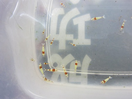 M87でレッドビーシュリンプ繁殖成功でヤフオク！出品