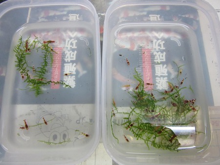 M87でレッドビーシュリンプ繁殖成功でヤフオク！出品