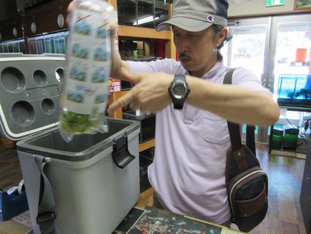 レッドビーシュリンプ繁殖成功でヤフオク！出品