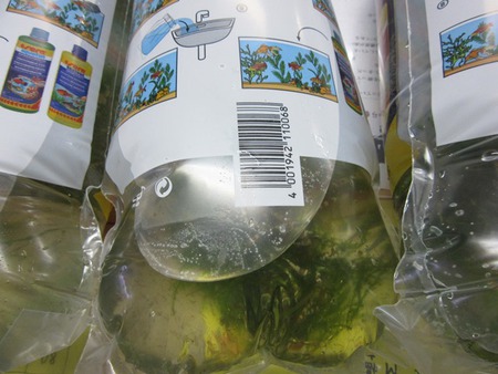 レッドビーシュリンプ繁殖成功でヤフオク！出品